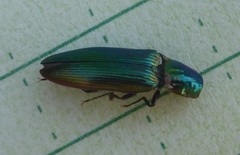 Nitidolimonius resplendens