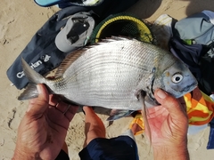 Diplodus