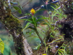 Elleanthus myrosmatis