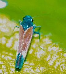 Cardioscarta flavifrons