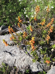 Echeveria multicaulis
