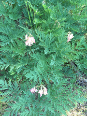 Dicentra nevadensis