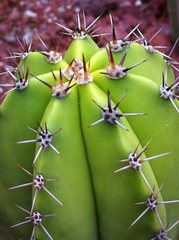 Myrtillocactus schenckii
