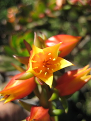 Echeveria multicaulis