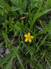 Argentina anserina