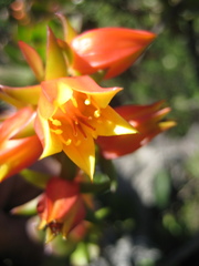 Echeveria multicaulis