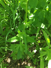 Delphinium polycladon