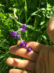 Delphinium polycladon