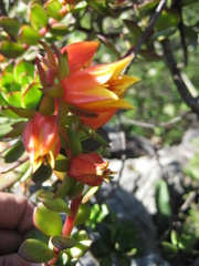 Echeveria multicaulis