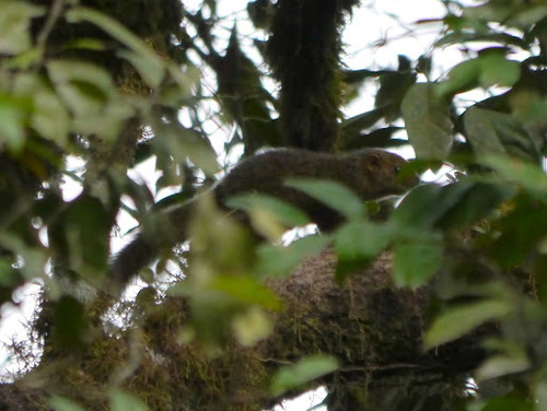 Cooper's Mountain Squirrel