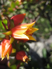 Echeveria multicaulis