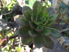 Echeveria multicaulis