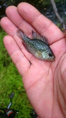 Enneacanthus gloriosus