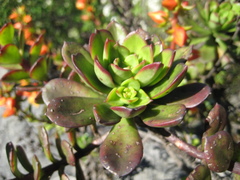 Echeveria multicaulis