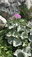 Adenostyles leucophylla