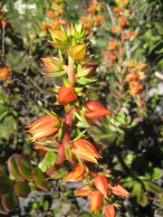 Echeveria multicaulis