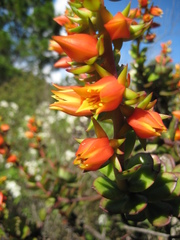 Echeveria multicaulis