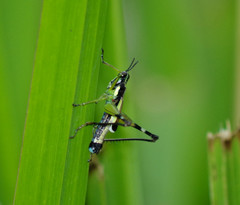 Paramastax mariaetheresiae