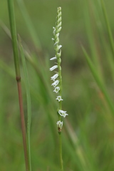 Spiranthes lacera lacera