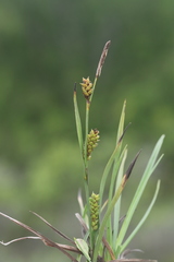 Carex crawei