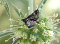 Heliothela wulfeniana