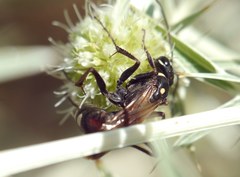 Cryptocheilus egregius