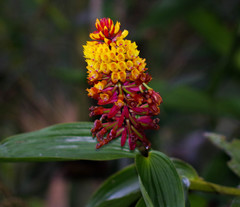 Elleanthus myrosmatis