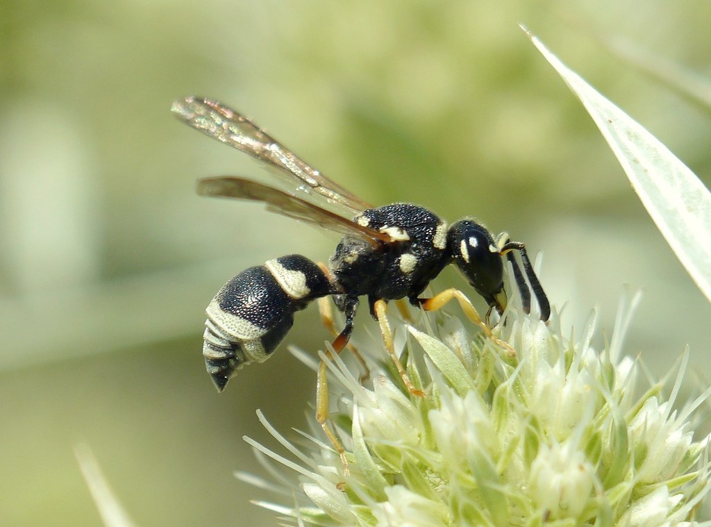 Antepipona orbitalis