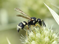 Antepipona orbitalis