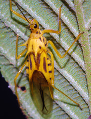 Corcia columbica