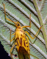 Corcia columbica