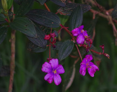 Andesanthus lepidotus