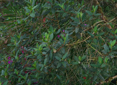 Andesanthus lepidotus