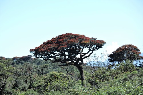 Calophyllum walkeri (Calophyllum walkeri)