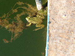Pelophylax kurtmuelleri