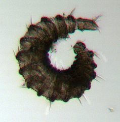 Desmoscolecidae