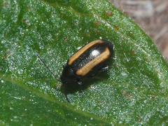 Phyllotreta vittula