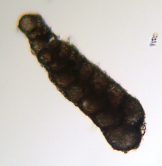 Prolixoplecta parvula