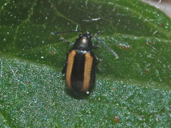 Phyllotreta vittula