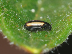 Phyllotreta vittula