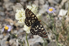 Euphydryas chalcedona