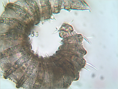 Desmoscolecidae
