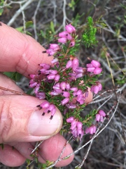 Erica nudiflora