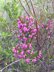 Erica nudiflora