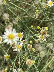 Chloracantha spinosa spinosa