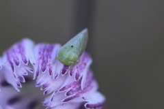 Hyalojassini