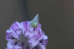 Hyalojassini