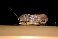 Magusa divaricata
