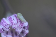 Hyalojassini