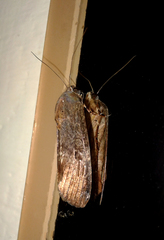 Magusa divaricata